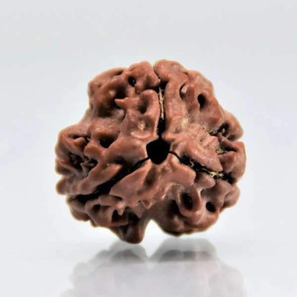 3 Mukhi (Nepali) Rudraksha