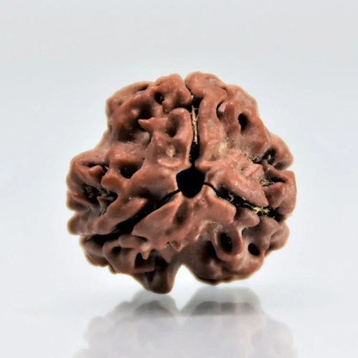 3 Mukhi (Nepali) Rudraksha