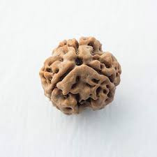 3 Mukhi (Nepali) Rudraksha