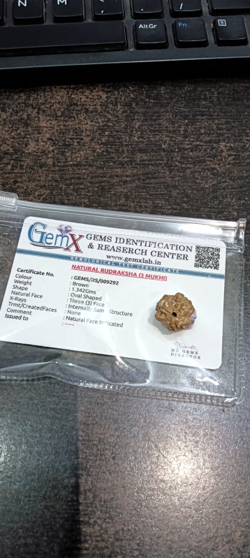 3 Mukhi (Nepali) Rudraksha