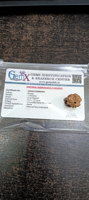 3 Mukhi (Nepali) Rudraksha