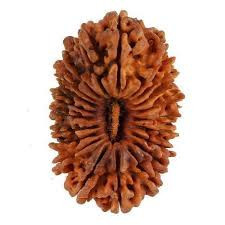 21 Mukhi (Neapli) Rudraksha