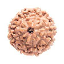 8 Mukhi Rudrakhsa indonesia