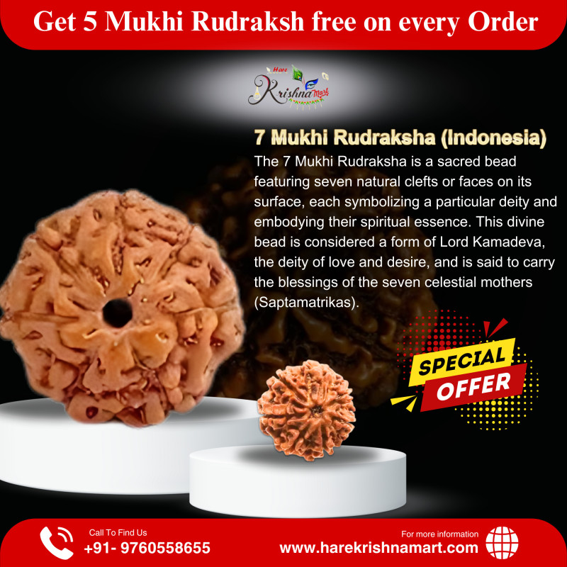 7 Mukhi Rudraksha Indonesia