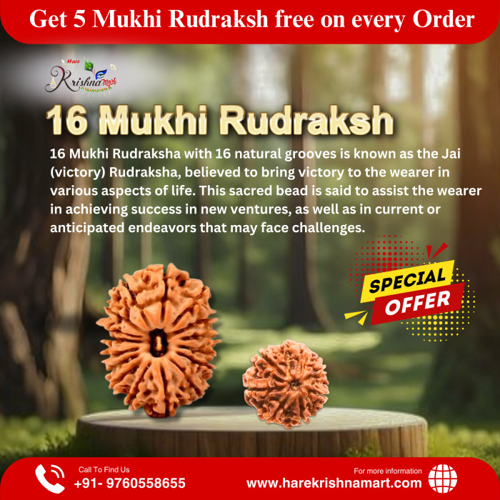 16 Mukhi Rudraksha (Nepal)