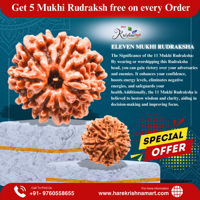 11 Mukhi Rudraksha Original (Nepal)