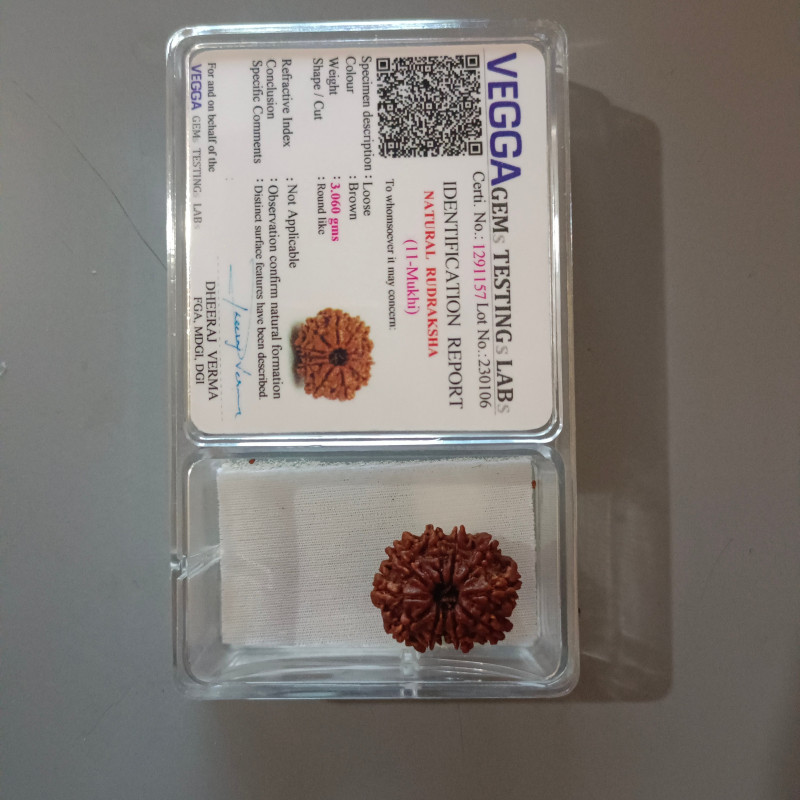 11 Mukhi Rudraksha Original (Nepal)