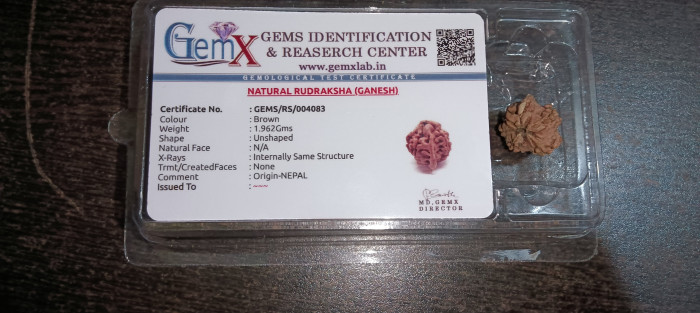 Ganesh Mukhi Rudraksha(Nepal)