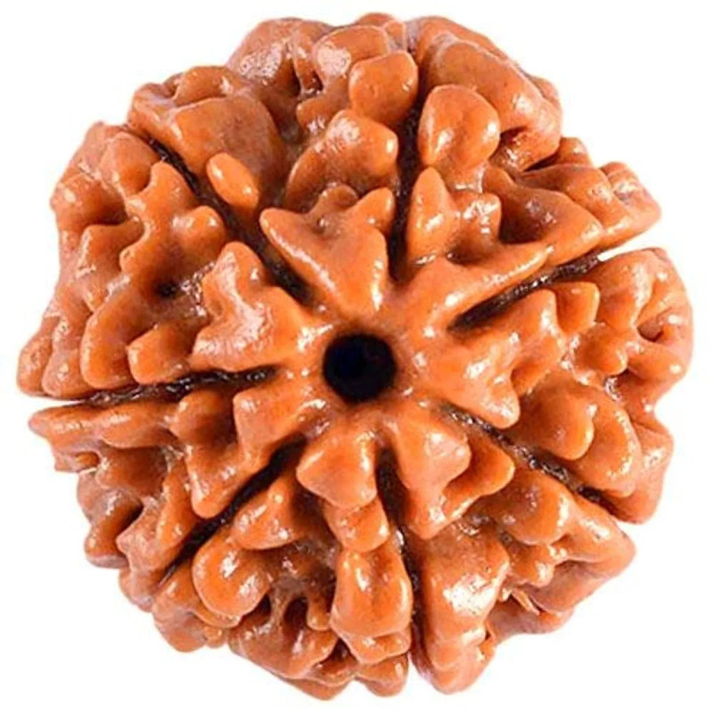 7 Mukhi Rudraksha Pendant