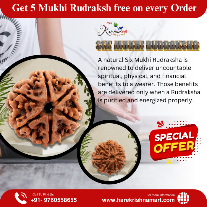 6 Mukhi Rudraksha (Nepal)