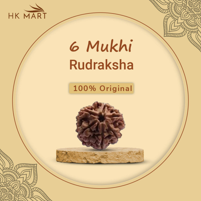 6 Mukhi Rudraksha (Nepal)