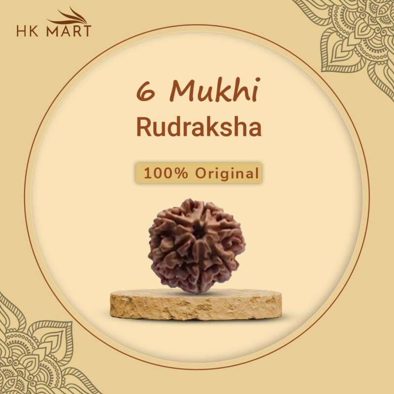 6 Mukhi Rudraksha (Nepal)