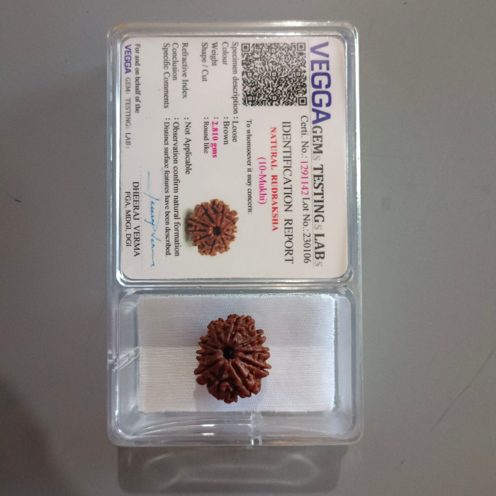 10 Mukhi Rudraksha Original (Nepal)
