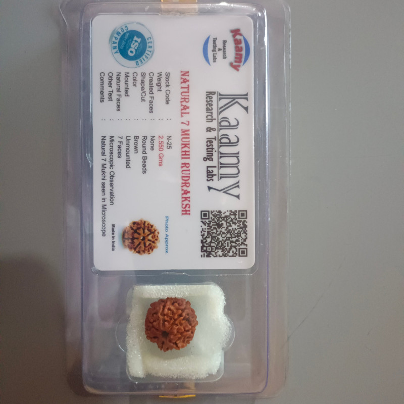 7 Mukhi Rudraksha (NEPAL)