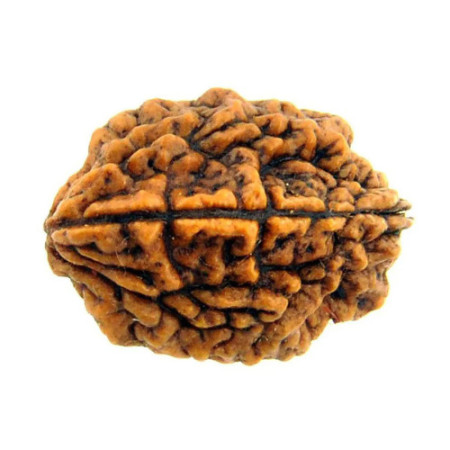 2 Mukhi Rudraksha Original