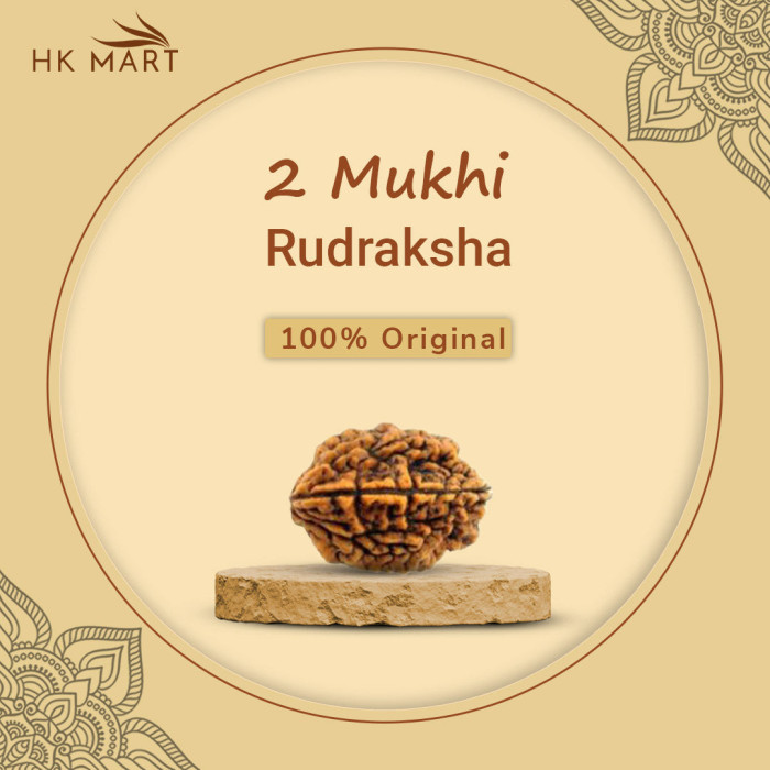 2 Mukhi Rudraksha Original